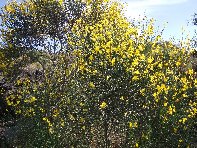 Portella_Calanna - Ginestra_Genista_aetnensis_20100527 009.jpg